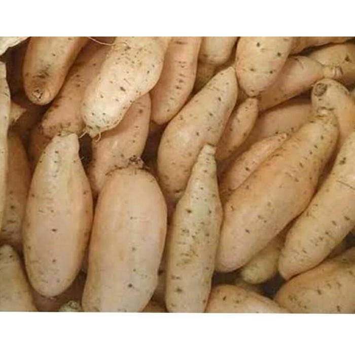 

LS UBI CILEMBU SEGAR (1 KG)