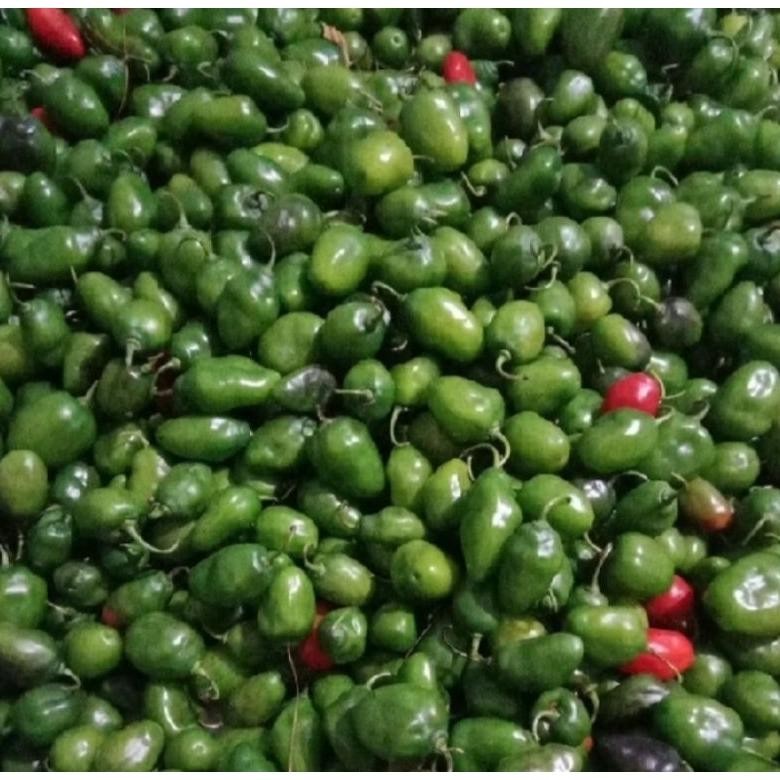 

Unik Pete Cabe Gendot || Pete Pata Termurah 10Papan