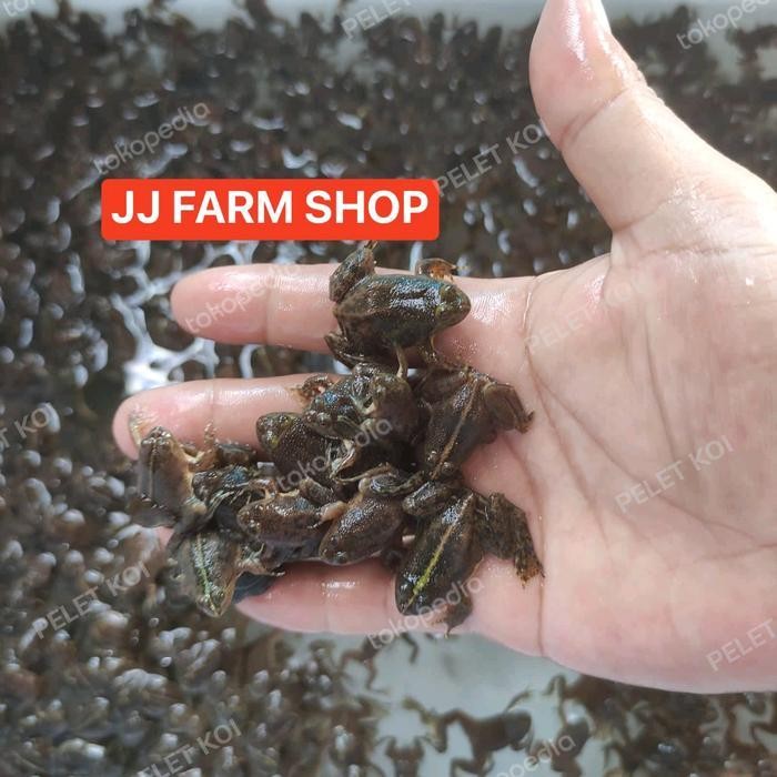 RAS kodok air hidup katak air seger pakan makanan ikan predator arwana dll