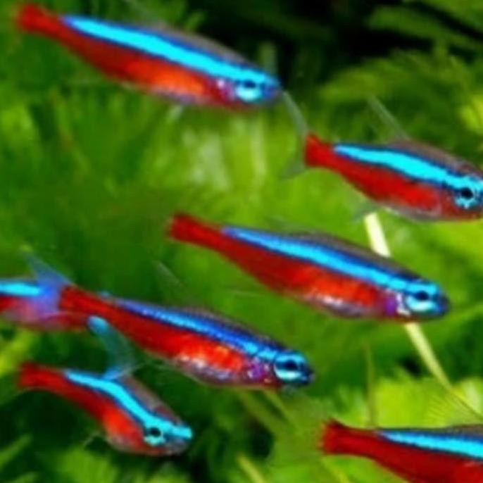 Ikan Hias Neon Cardinal Neon Tetra Cardinal Aquascape Air Tawar Asli