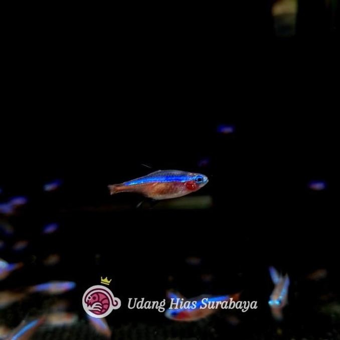 Cardinal Tetra / Ikan Hias Aquascape