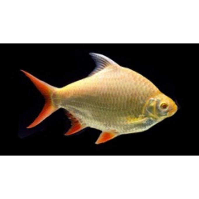 IKAN HIAS AQUARIUM IKAN KAVIAT / KAFIAT ALBINO (GRAB/GOJEK ONLY