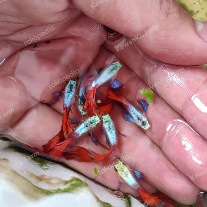 Ikan Guppy PRTDE Platinum Red Tail Dumbo Ear Sepasang