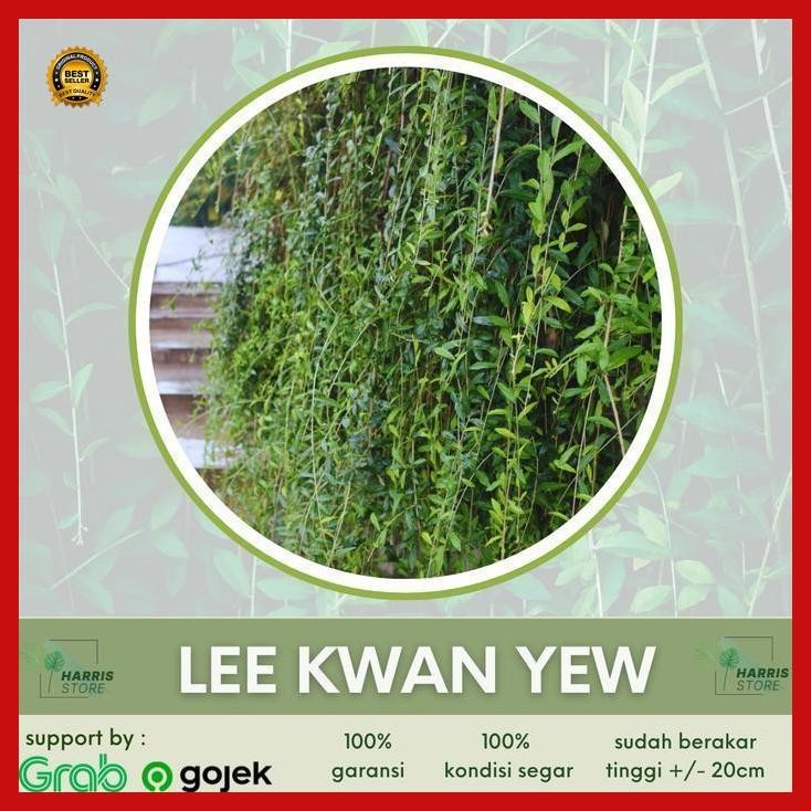 (Promo) Tanaman Hias Merambat Lee Kwan Yew/Vernonia Elliptica/Curtain Creeper Bestseller