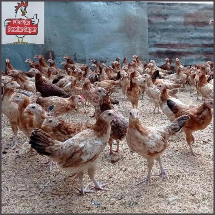 

FRESHH TELUR AYAM ELBA PETELUR HANDAL UNTUK DI TETASKAN TERBARU