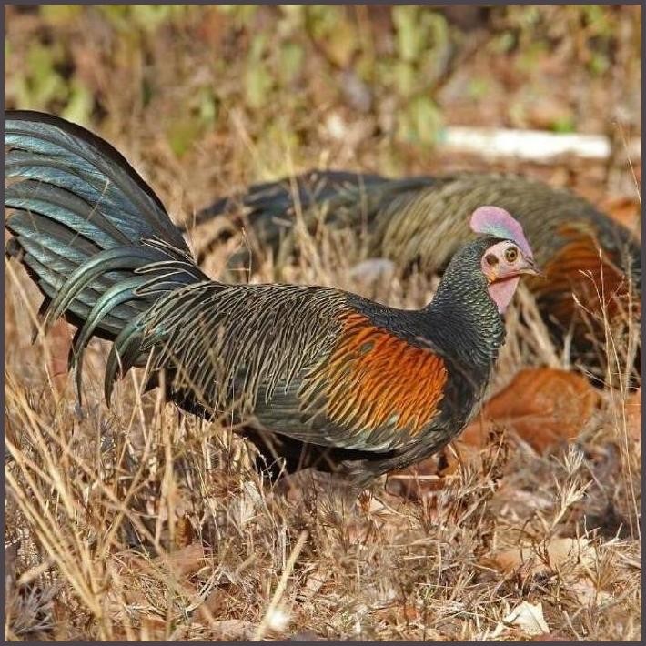 

FRESHH PROMO!! TELUR TETAS AYAM HUTAN X JAWA / BEKISAR TERBARU