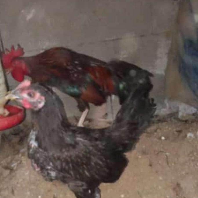 

Ayam Ketawa Indukan Sepasang Asli CO
