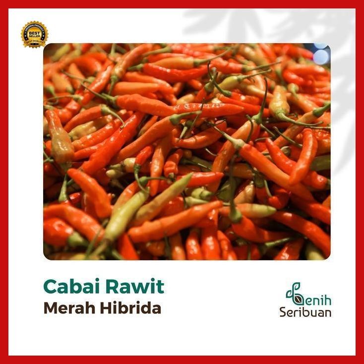 (Diskon) 10 Bibit Cabe Rawit Hibrida F1 Lentera Benih Cabai Rawit Merah Setan Bestseller