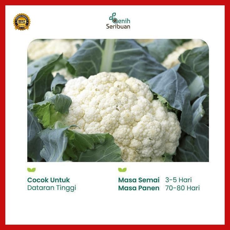 

(Termurah) Benih Kembang Kol F1 - Benih Sayuran Seribuan Bestseller