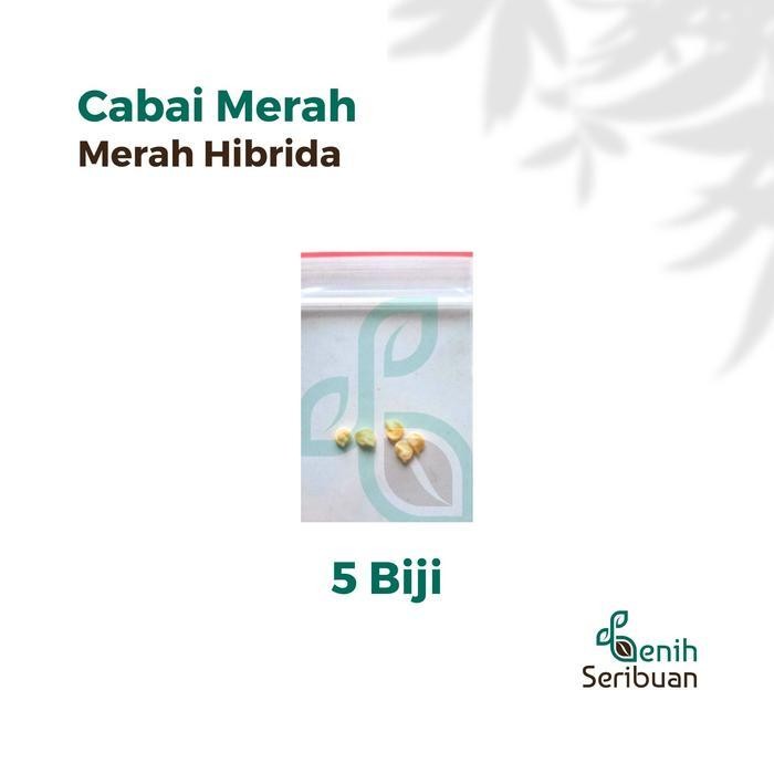 (Best Saller) 5 Bibit Cabe Merah Besar Hibrida Darmais Benih Cabai Buah Lebat Besar Bestseller