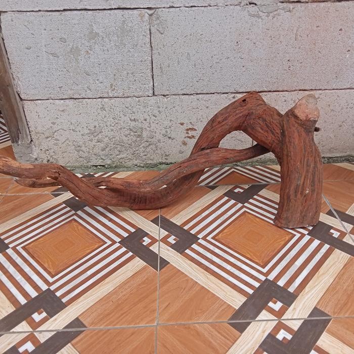 RA kayu santigi gunung aquascape