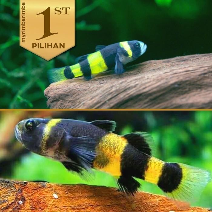 RA Paket Koloni (isi 10) Anakan Mini Goby Bumblebee Ikan Hias Aquascape HIasan Aquarium Micro