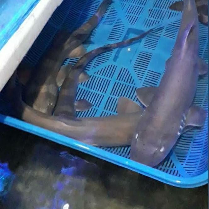 RA BAMBOO SHARK/ IKAN HIAS PREDATOR LAUT HIU BAMBU