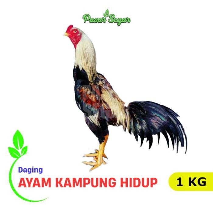

ES Ayam Kampung Hidup 1 kg
