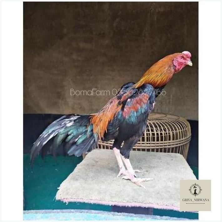 

NEW TELUR AYAM PAKOY PAKHOY KHOYNGON PACEKAN IMPORT BOMAFARM BANDUNG TELUR AYAM PAKOY FERTIL BERKUALITAS TERBAIK