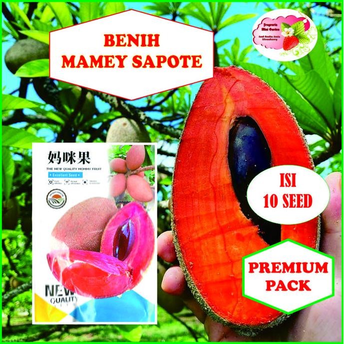 BISA BERBUAH DI POT BENIH MAMEY SAPOTE SAWO JUMBO ISI 10 BIJI