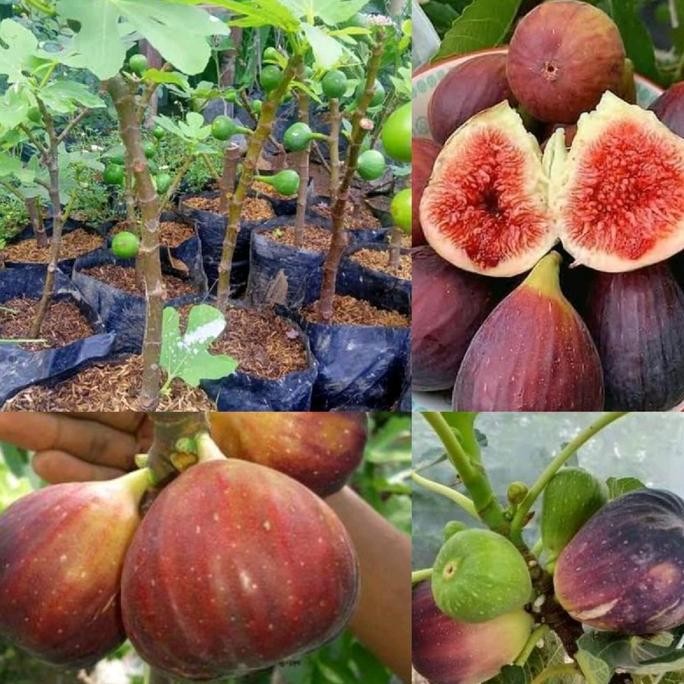 BISA BERBUAH DI POT BIBIT BUAH TIN BERBUAH COD