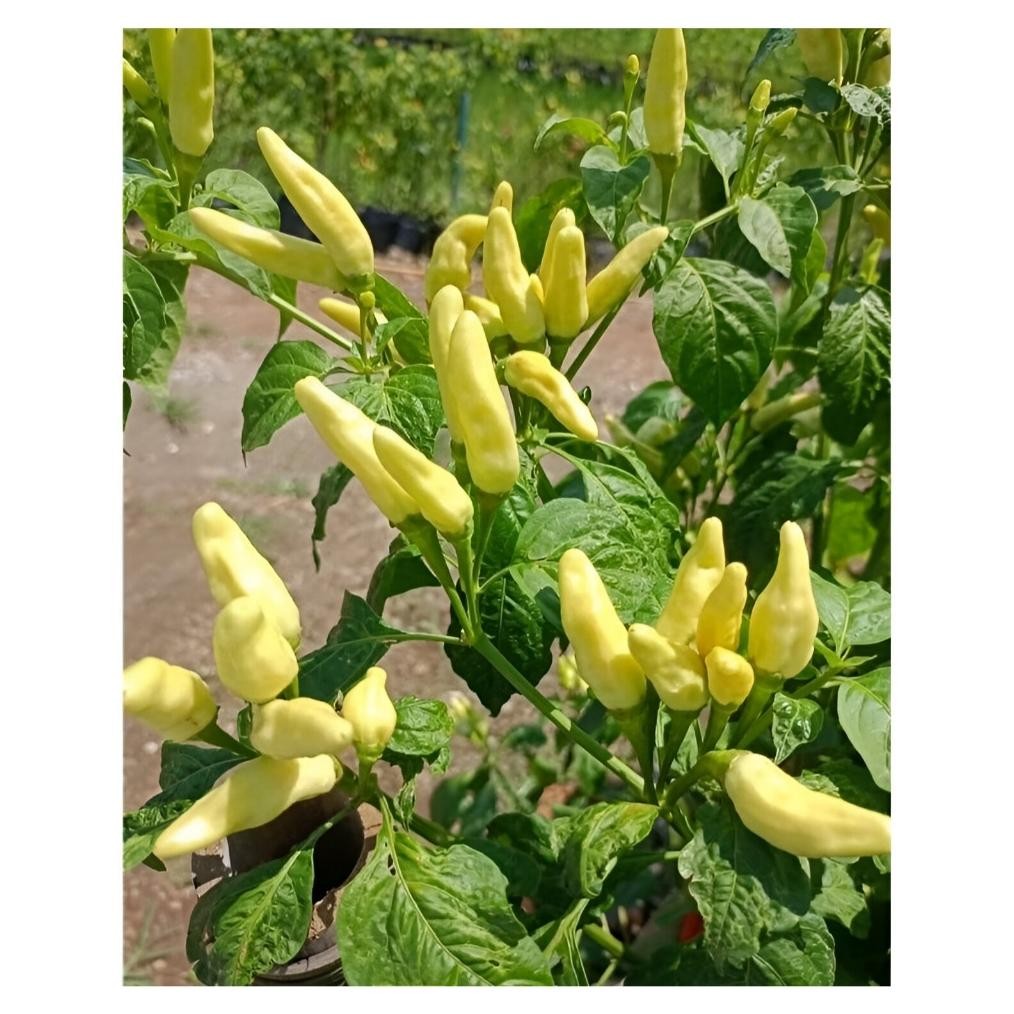 Promo Cod Benih Unggul Cabe Rawit Bigtop Bibit Gerombol Buah Besar | Bibit Cabe Rawit Unggul Tahan V