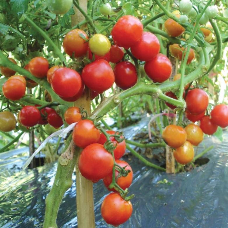 Promo Cod 25 Biji - Benih Tomat Mini Ceri Rempai Buah Lebat Sebesar Kelereng - Bibit Tomat Cherry Bi