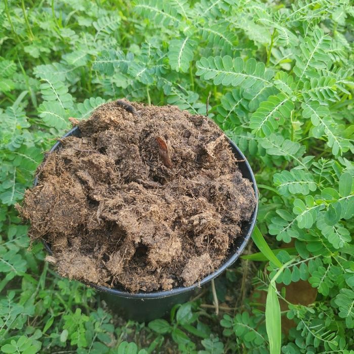 HOT SALE Sphagnum Peatmoss BS4(RAW)