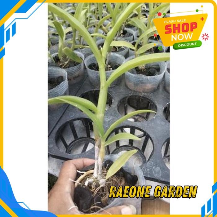 ANGGREK BULAN PUTIH HIDUP SEGAR PURE SPLAST MINI KUALITAS TERBAIK