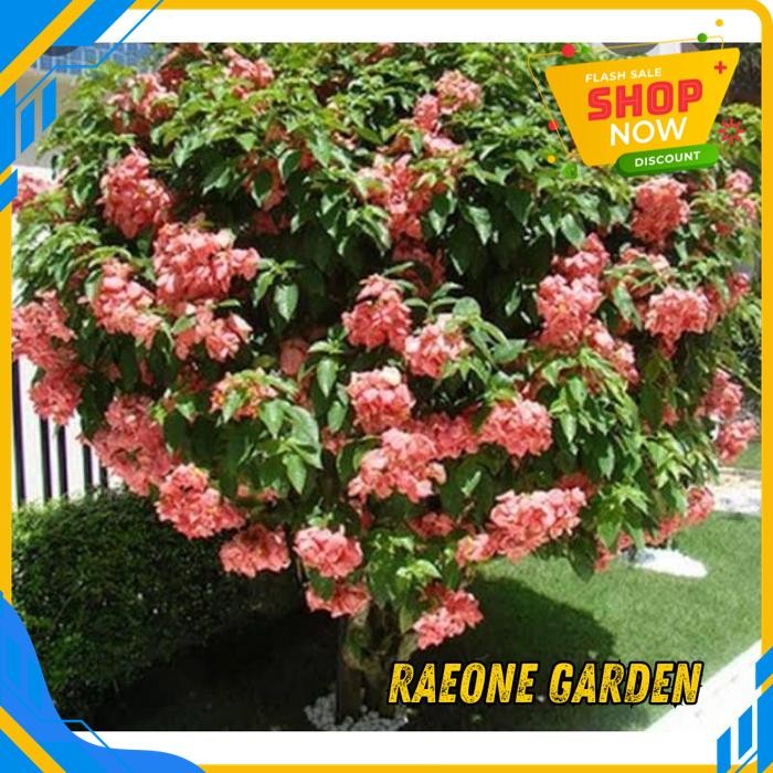 ANGGREK BULAN PUTIH HIDUP SEGAR BIBIT BUNGA NUSA INDAH BEST PRODUK