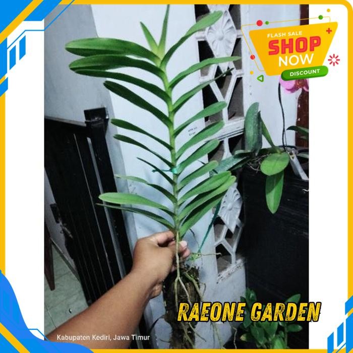 BUNGA ANGGREK POT CANTIK ANGGREK VANDA MOKARA JUMBO BUNGA BESAR BEST PRODUCT