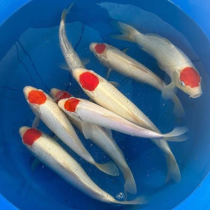 KOI TANCHO BESAR SIZE 25-30CM ORIGINAL DAN TERPERCAYA