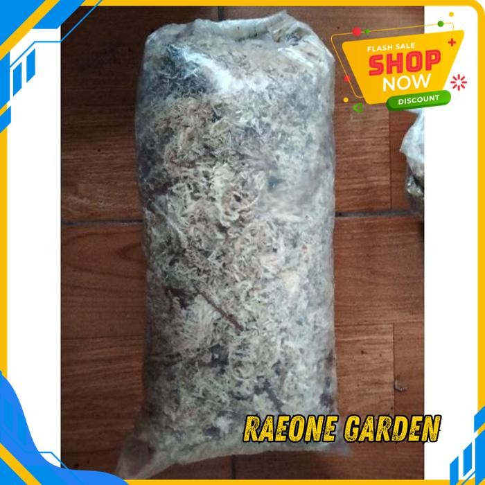 ANGGREK HIDUP FRESH MEDIA MOS PUTIH ORI BEST SELLER