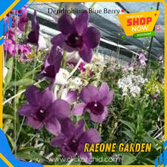 ANGGREK ANGGREK BIRU JENIS DENDROBIUM BEST PRODUK