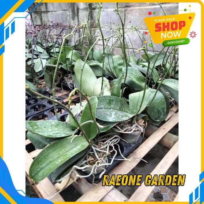 TANAMAN ANGGREK MINI POT BULAN PUTIH BERBUNGA TERBAIK