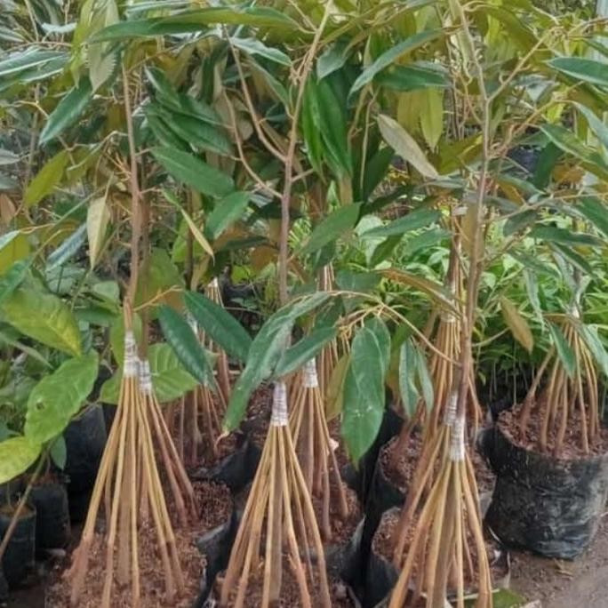 Bibit tanaman buah durian musangking kaki 10..