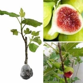 Bibit Tanaman Buah Tin Kadota Super Cepat Berbuah - Buah Tin Unggulan