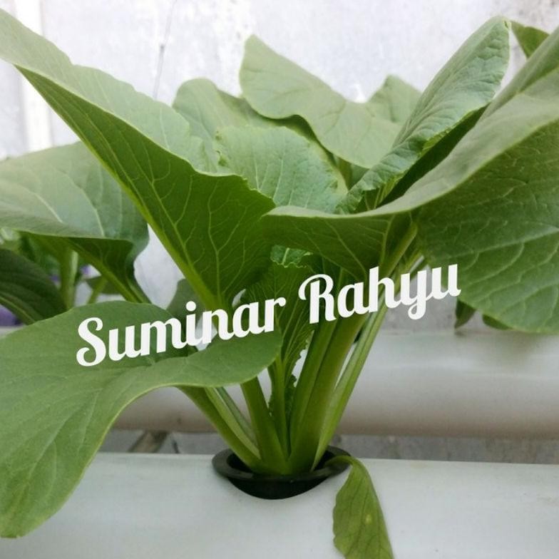 Promo Cod Netpot 5 Cm /Netpot Hidroponik/ Murah Harga Grosir ....