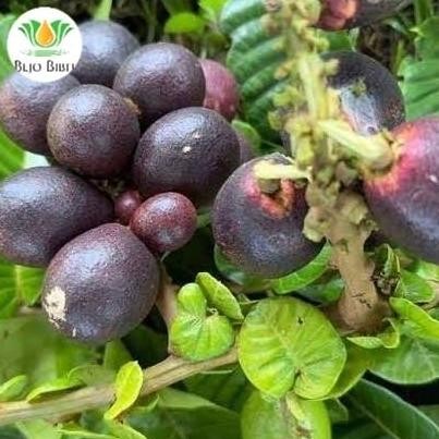 Bibit Matoa Papua Cangkok | Tanaman Buah Pohon Matoa Papua