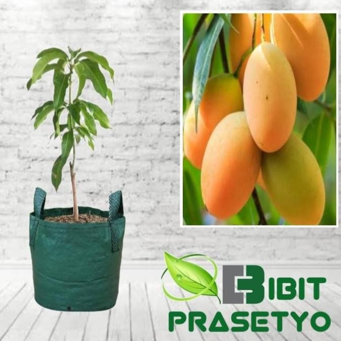 Bibit Tanaman Mangga Chokanan Berbunga