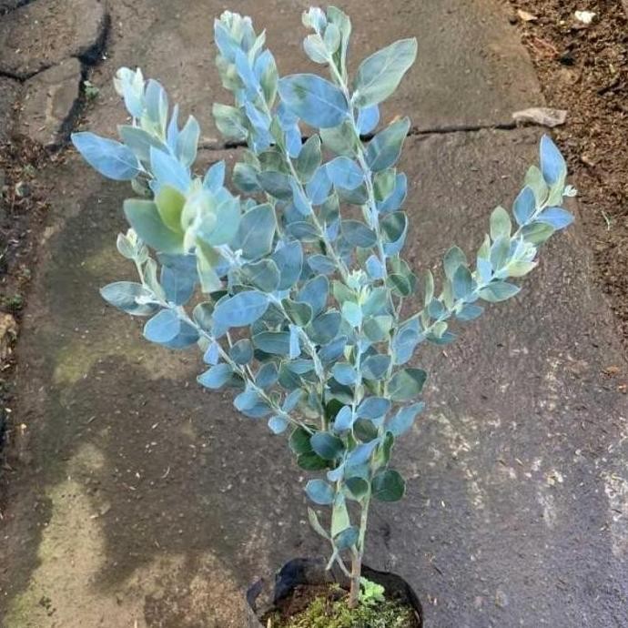 Tanaman Hias Silver Dollar - Bibit Tanaman Daun Memusa / Tanaman Eucalyptus Cinerea Silver Dekorasi