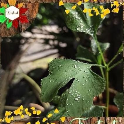 INSTAN [NEW] TANAMAN HERBAL HIAS BONSAI BIBIT POHON GINKGO BILOBA MAIDENHAIR LARIS