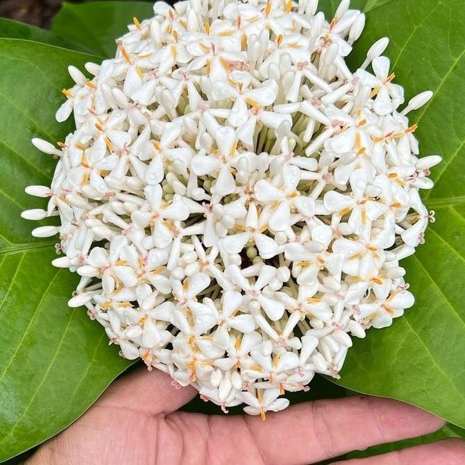Bibit tanaman soka daun dan bunga putih wangi sangat besar Ixora superba