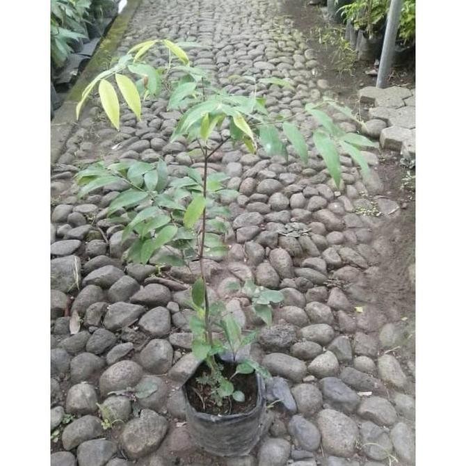 bibit tanaman nagasari 80 cm