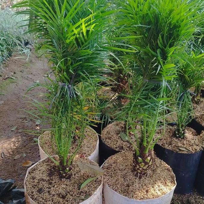 bibit tanaman palem phoenix | pohon palem phoenix