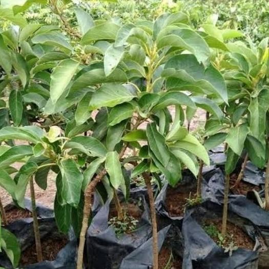 BIBIT TANAMAN BUAH ALPUKAT MENTEGA / TANAMAN BUAH ALPUKAT MENTEGA