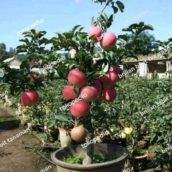 bibit tanaman apel merah cangkok batang besar cepat berbuah