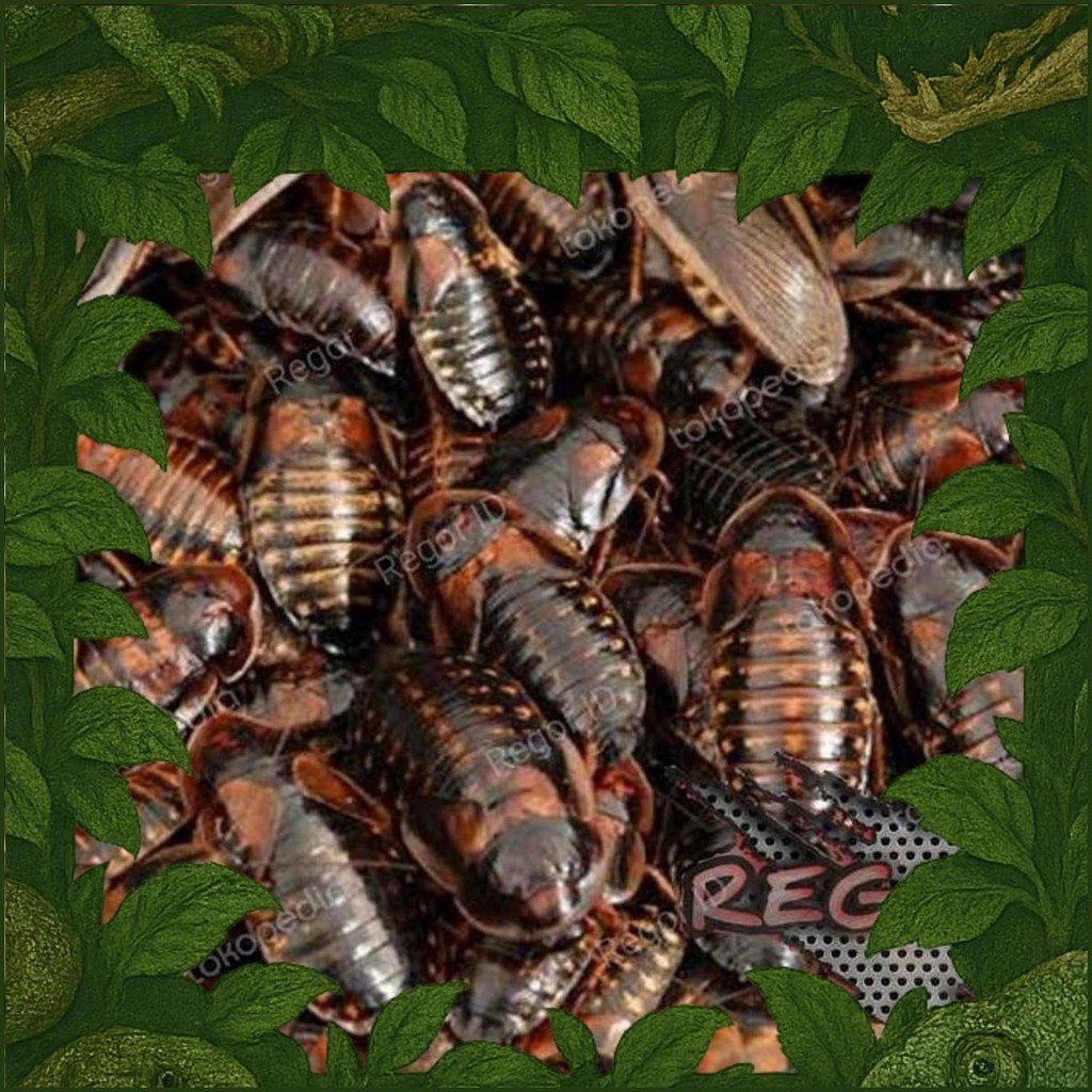 Regor Id Kecoa Dubia Indukan Paket Bebas Pilih  Dubia Betina Dubia Jantan Promo