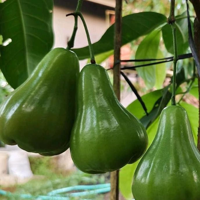 Bibit Jambu Air Green Giant Cangkok Tbk