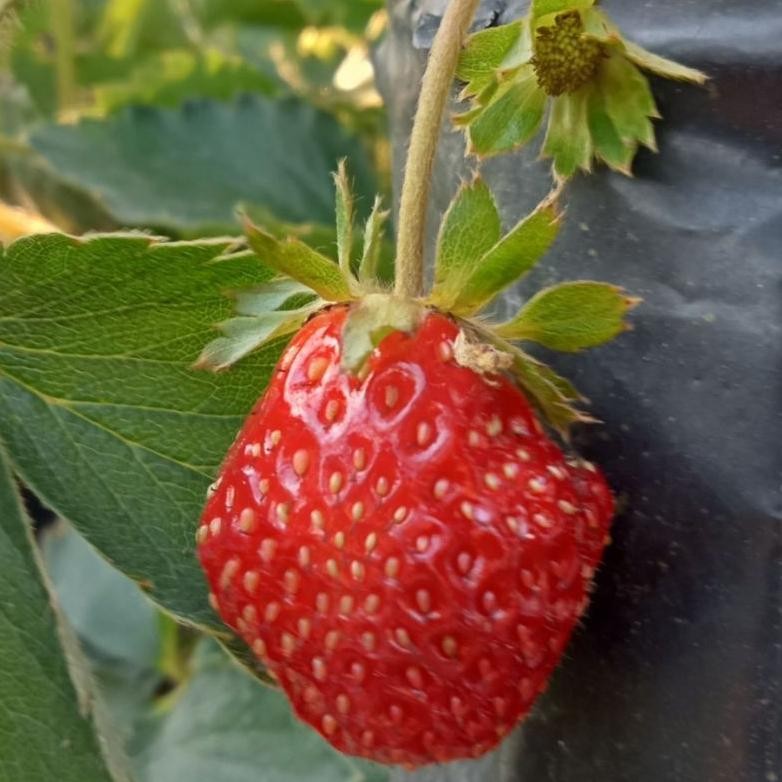 Strawberry Red Giant. Bibit Tanaman Buah Stroberi Jumbo Manis Dataran Rendah.