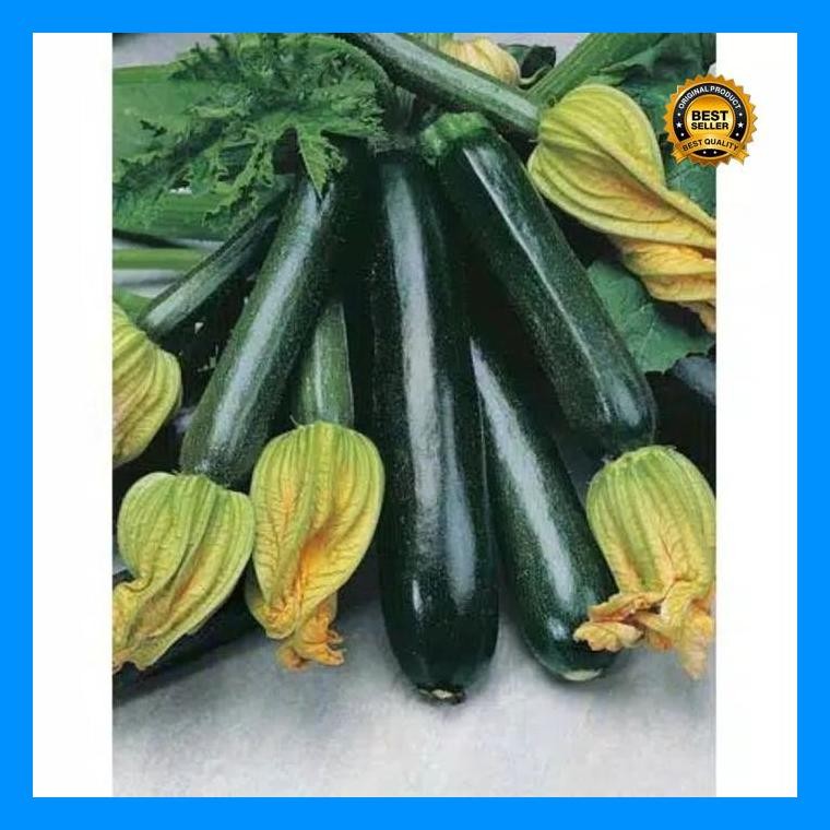 [Cod] - 2 Biji - Benih Zucchini Hijau Bibit Tanaman Zukini - Sukini Zukini