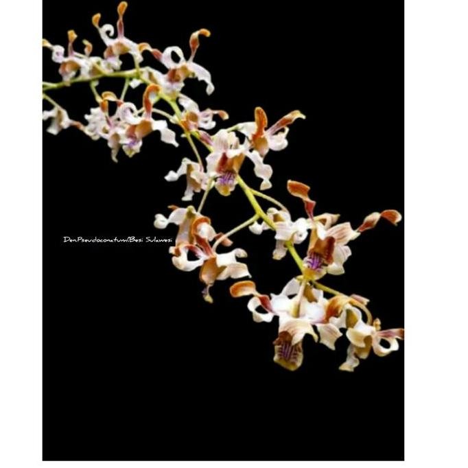 Promo Anggrek dendrobium Pseudoconatum.(Besi Sulawesi)dewasa. COD
