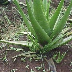 Promo Bibit Lidah Buaya Kalimantan Ukuran Kecil - Jumbo COD