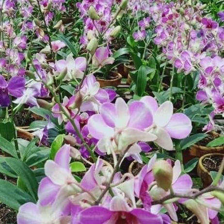 Promo anggrek dendro/anggrek dendrobium COD